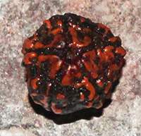 Three mukhi 12- 15.6mm